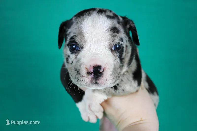 Black Merle Female – American Bully puppy for sale in Orangeburg, SC