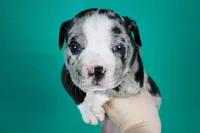 Black Merle Female, a male American Bully for sale in Orangeburg, SC – Photo 1 of 4