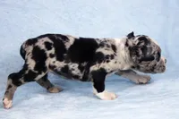 Black Merle Female, a male American Bully for sale in Orangeburg, SC – Photo 2 of 5