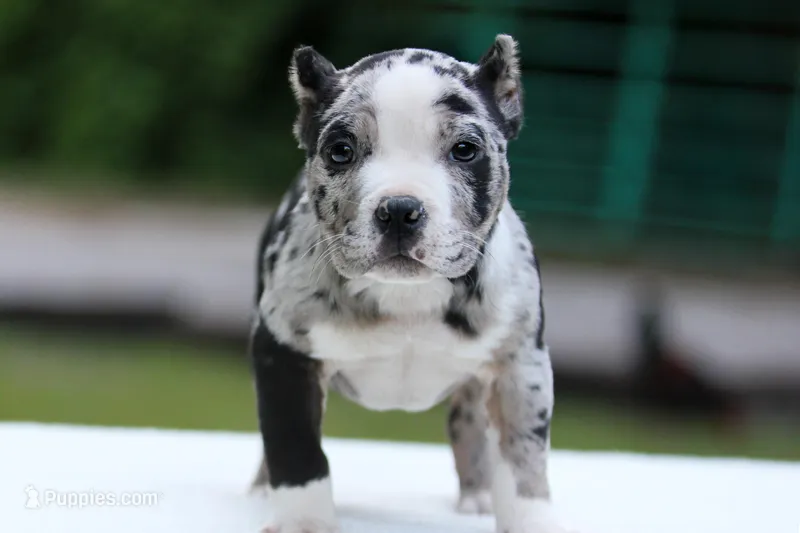 Black Merle Female – American Bully puppy for sale in Orangeburg, SC