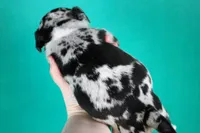 Black Merle Female, a male American Bully for sale in Orangeburg, SC – Photo 3 of 4