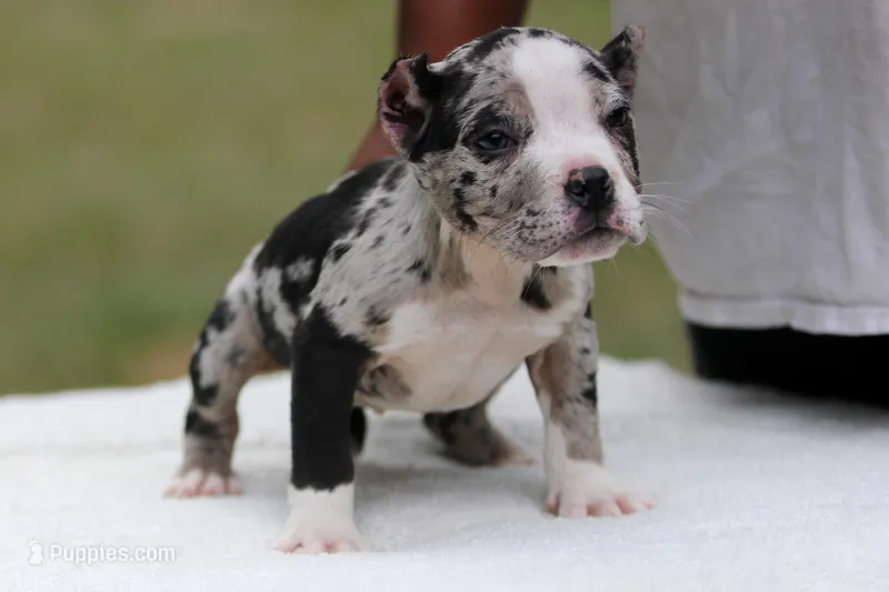 Black Merle Female – American Bully puppy for sale in Orangeburg, SC