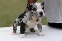 Black Merle Female, a male American Bully for sale in Orangeburg, SC – Photo 1 of 7