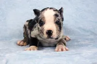 Black Merle Female, a male American Bully for sale in Orangeburg, SC – Photo 3 of 5