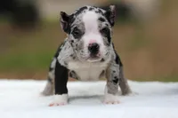 Black Merle Female, a male American Bully for sale in Orangeburg, SC – Photo 3 of 7