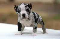 Black Merle Female, a male American Bully for sale in Orangeburg, SC – Photo 7 of 7