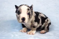 Black Merle Female, a male American Bully for sale in Orangeburg, SC – Photo 4 of 5