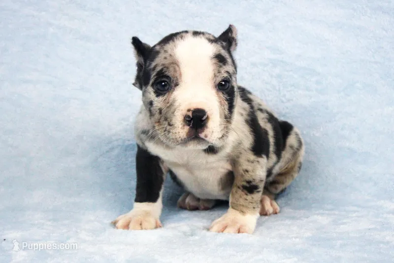 Black Merle Female – American Bully puppy for sale in Orangeburg, SC