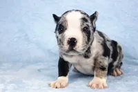 Black Merle Female, a male American Bully for sale in Orangeburg, SC – Photo 5 of 5