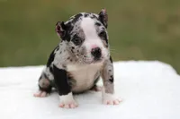 Black Merle Female, a male American Bully for sale in Orangeburg, SC – Photo 6 of 7