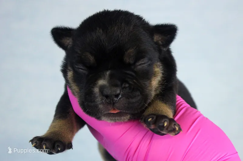Black Tri Female – American Bully puppy for sale in Orangeburg, SC