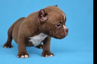 Chocolate Male , a male American Bully for sale in Orangeburg, SC – 2 of 5