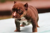 Chocolate Trindle Female, a female American Bully for sale in Orangeburg, SC – 8 of 10