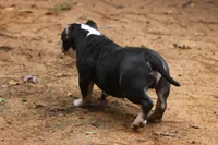 Black Tri Male, a male American Bully for sale in Orangeburg, SC – 2 of 7