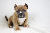Fawn Female, a female American Bully for sale in Orangeburg, SC – 5 of 8