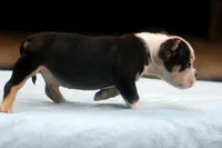 Black Tri Male, a male American Bully for sale in Orangeburg, SC – 4 of 6