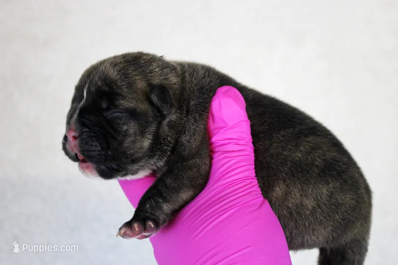 Black Brindle Female – American Bully puppy for sale in Orangeburg, SC
