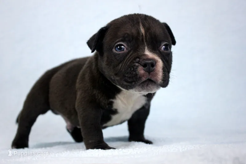 Black Male – American Bully puppy for sale in Orangeburg, SC