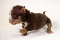 Chocolate Tri Merle Female, a female American Bully for sale in Orangeburg, SC – 2 of 6