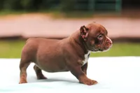 Chocolate Trindle Female, a female American Bully for sale in Orangeburg, SC – 3 of 10