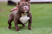 Chocolate Male, a male American Bully for sale in Orangeburg, SC – 1 of 5