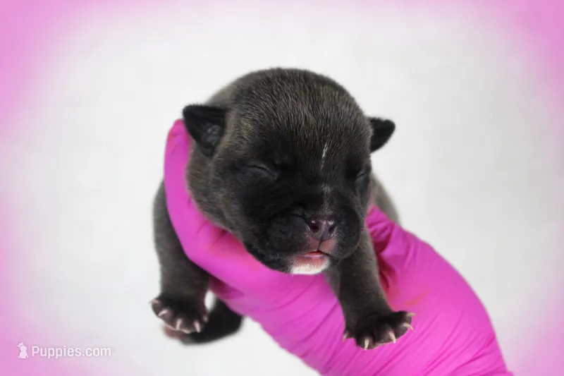 Black Seal Female – American Bully puppy for sale in Orangeburg, SC