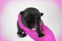 Black Seal Female, a female American Bully for sale in Orangeburg, SC – 1 of 3