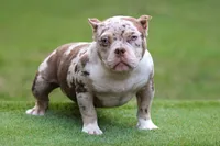 Chocolate Tri Merle Female, a female American Bully for sale in Orangeburg, SC – Photo 5 of 6