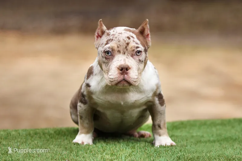 Chocolate Tri Merle Female