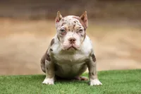 Chocolate Tri Merle Female, a female American Bully for sale in Orangeburg, SC – Photo 1 of 6