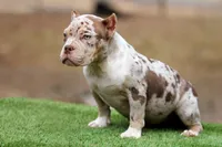 Chocolate Tri Merle Female, a female American Bully for sale in Orangeburg, SC – Photo 6 of 6