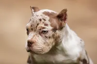 Chocolate Tri Merle Female, a female American Bully for sale in Orangeburg, SC – Photo 5 of 6