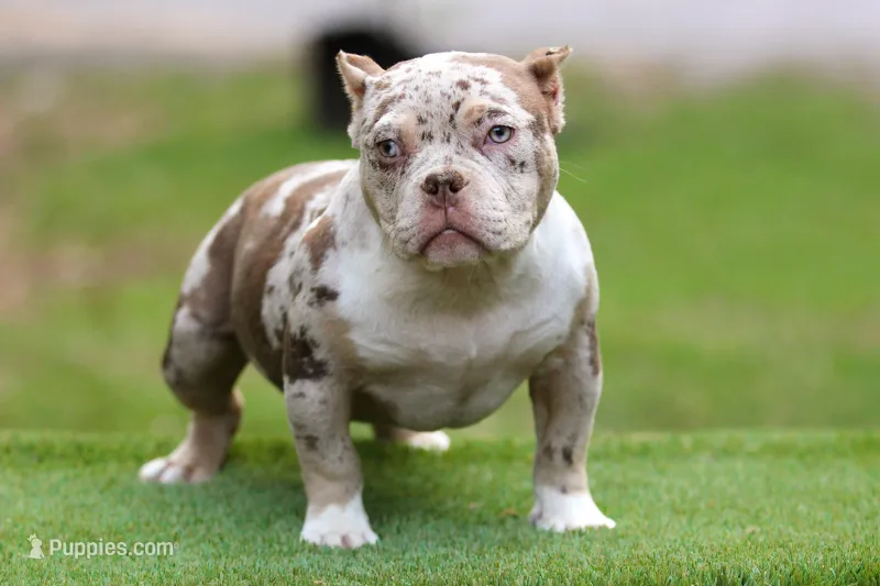 Chocolate Tri Merle Female – American Bully puppy for sale in Orangeburg, SC