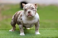 Chocolate Tri Merle Female, a female American Bully for sale in Orangeburg, SC – Photo 1 of 6