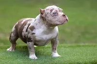 Chocolate Tri Merle Female, a female American Bully for sale in Orangeburg, SC – Photo 6 of 6