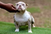 Chocolate Tri Merle Female, a female American Bully for sale in Orangeburg, SC – Photo 3 of 6