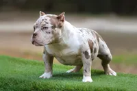 Chocolate Tri Merle Female, a female American Bully for sale in Orangeburg, SC – Photo 4 of 6