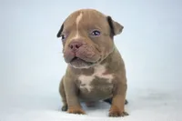 Lilac Male, a male American Bully for sale in Orangeburg, SC – 2 of 5
