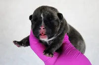 Black Brindle Female, a female American Bully for sale in Orangeburg, SC – 2 of 3