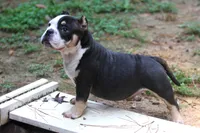 Black Tri Male, a male American Bully for sale in Orangeburg, SC – 4 of 7