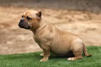 Fawn Female, a female American Bully for sale in Orangeburg, SC – 3 of 7