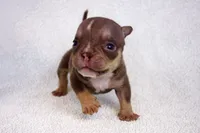 Chocolate Tri Male, a male American Bully for sale in Orangeburg, SC – 3 of 4