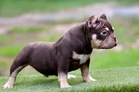 Chocolate Tri Yogi Son, a male American Bully for sale in Orangeburg, SC – 6 of 6