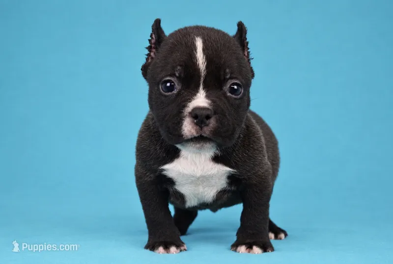 Black Male – American Bully puppy for sale in Orangeburg, SC
