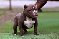 Chocolate Male, a male American Bully for sale in Orangeburg, SC – 2 of 5