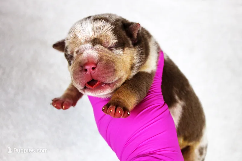 Chocolate Tri Merle Male – American Bully puppy for sale in Orangeburg, SC