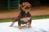 Chocolate Tri Male, a male American Bully for sale in Orangeburg, SC – 4 of 10