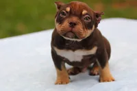 Chocolate Tri Male, a male American Bully for sale in Orangeburg, SC – 10 of 10