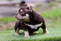 Chocolate Tri Yogi Son, a male American Bully for sale in Orangeburg, SC – 3 of 6