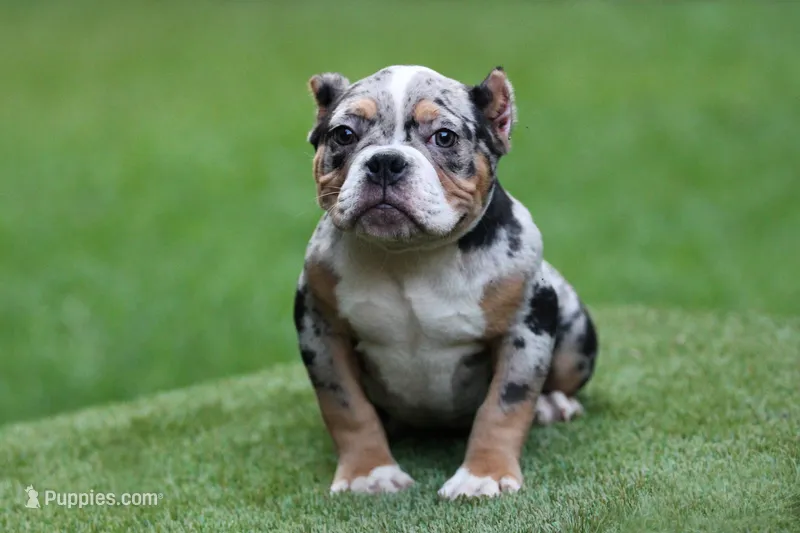 Black Tri Merle Male – American Bully puppy for sale in Orangeburg, SC